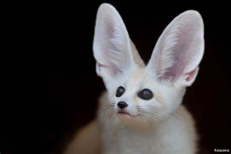 Fennec Fox | Rare animals, Albino animals, Animal pictures