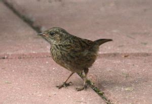 Ireland's Top 20 + Garden Birds - Irish Garden Birds