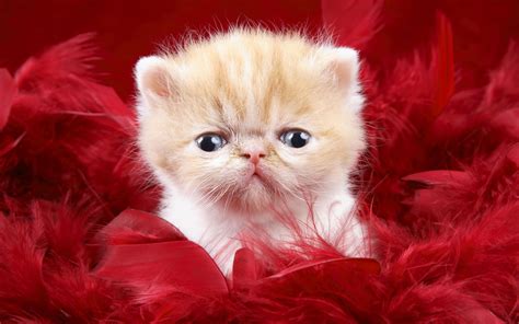 Precious Cute Love Facebook Covers | Wallpapers HD