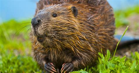 Castor Canadensis.