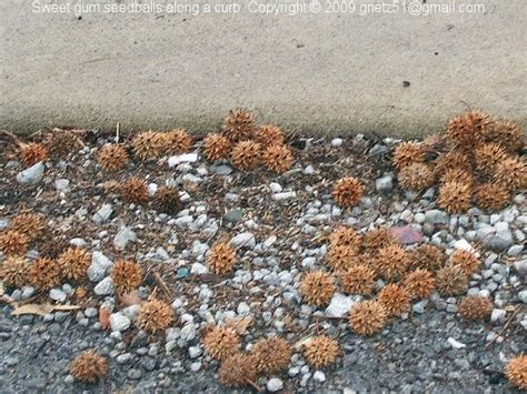 Tree Notes: Sweetgum Seedballs