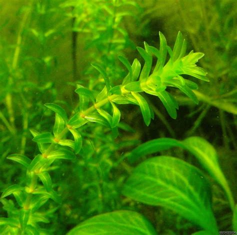 Elodea canadensis - Kanadische Wasserpest - Flowgrow Wasserpflanzen ...