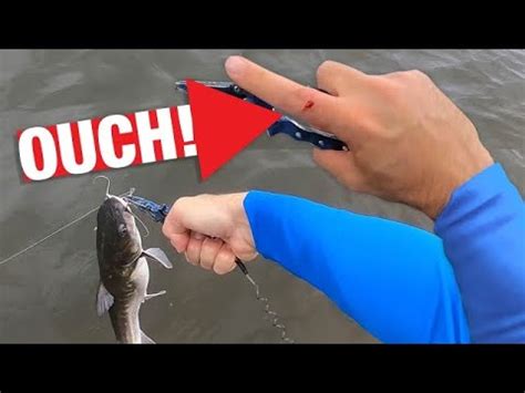 Stung by a Hardhead Catfish (Painful!) - YouTube