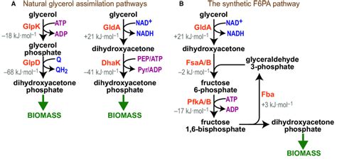 Metabolic structure of different glycerol assimilation pathways. (A)... | Download Scientific ...