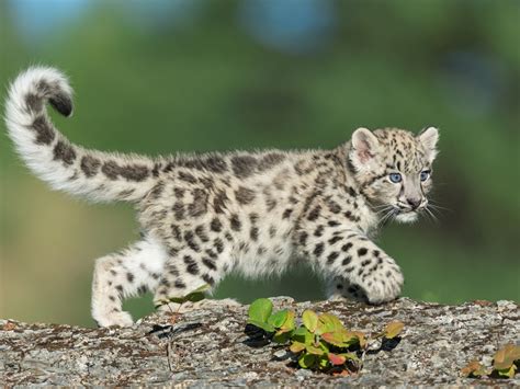 What Family Do Snow Leopards Belong To