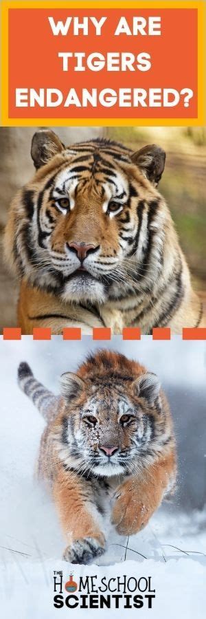 Why Are Tigers Endangered? And What Can Be Done to Help in 2021 | Were ...