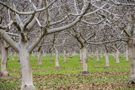 Pruning Pecan Trees » Tips on Why, How & When