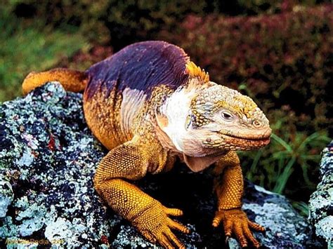 Galapagos land iguana (Conolophus subcristatus) | Natural Creations