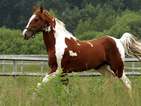 Top 9 Most Popular Horse Breeds | UK Pets