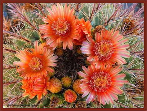 Orange cactus flowers | Cacti and succulents, Succulents, Planting flowers