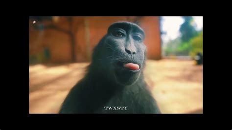 4K MONKEY RIZZ (EDIT) - YouTube