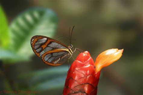 Glasswing Butterfly photo WP12809