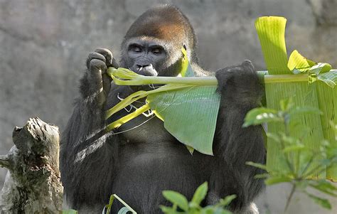 Gorilla | San Diego Zoo Animals & Plants