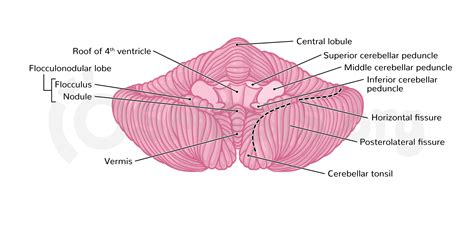 Anatomy of the cerebellum | Osmosis