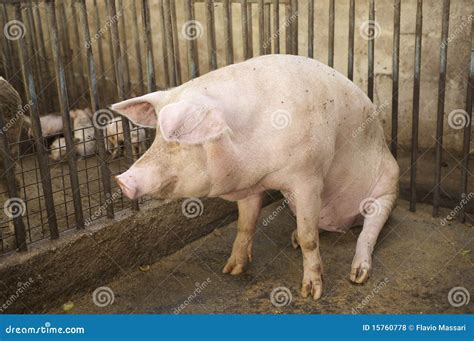 Pig Pregnancy Royalty Free Stock Photos - Image: 15760778