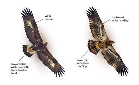 How to Tell a Juvenile Golden Eagle from a Juvenile Bald Eagle - Avian ...