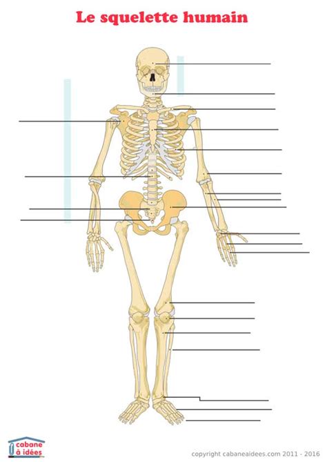Téléchargez le printable ! - Cabane à idées | Squelette humain, Squelette, Squelette corps humain