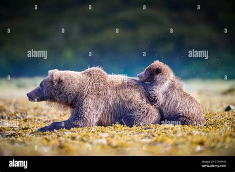 Bear cub with its mother ALASKA THE CUTEST images of Kodiak cubs hunting and playing with each ...