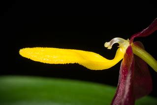 [Sumatra. Indonesia] Bulbophyllum sp. Yellow Lip | Section C ...