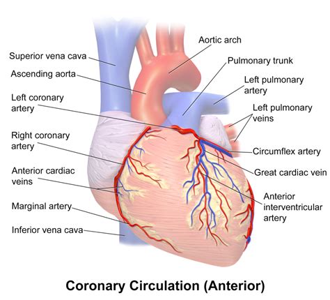 Related image | Coronary circulation, Coronary, Coronary arteries