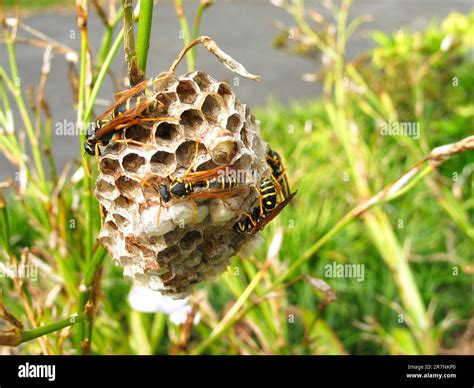 Paper wasps (Vespidae) and their new nest Stock Photo - Alamy