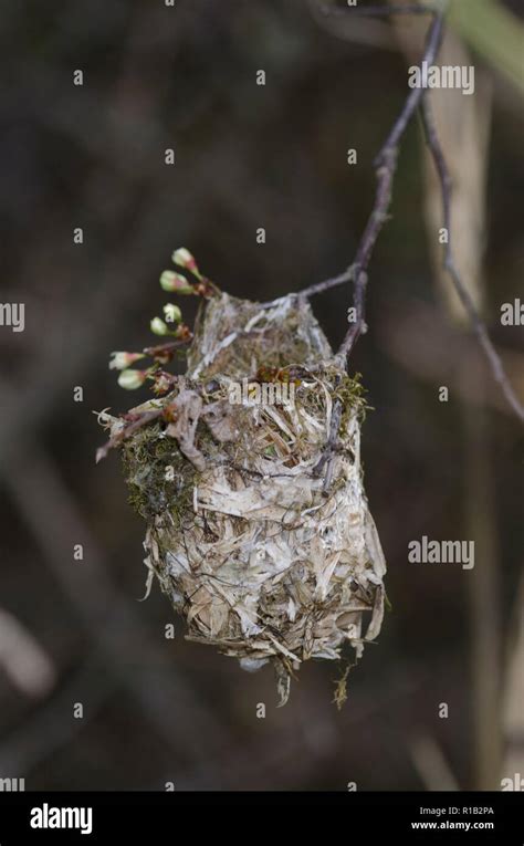 White-eyed vireo, Vireo griseus, old nest Stock Photo - Alamy