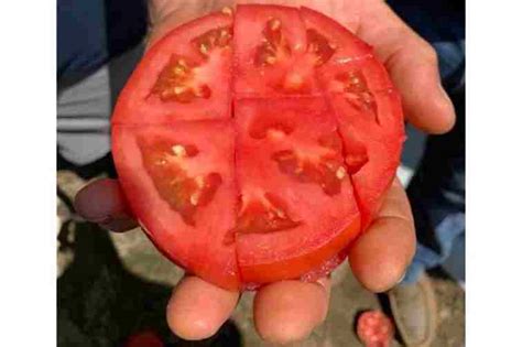 Improved F1 HYBRID Tomato seeds | higher yield | 10g - Afrimash.com - Nigeria