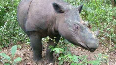 Last male Sumatran rhino in Malaysia dies - BBC News