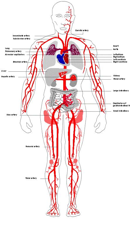 Circulatory System | Circulatory System for Kids | The Circulatory System | Diseases Pictures