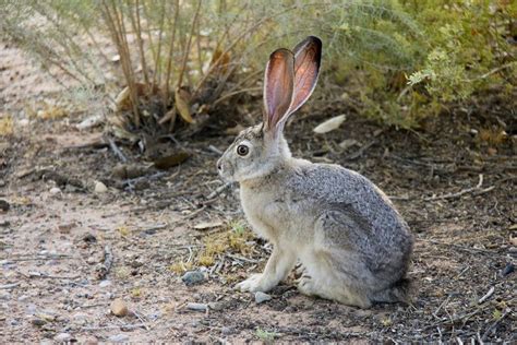 Black-Tailed Jackrabbit Facts