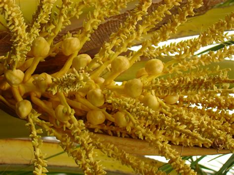 Coconut Palm #1: INFLORESCENCE | Inflorescense of a 4-year o… | Flickr