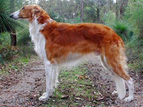 *Red Borzoi | Borzoi puppy, Dog breeds, Borzoi dog