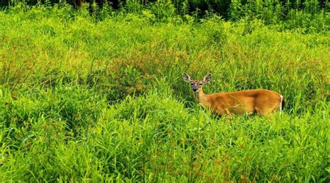 5 Easy Early Deer Hunting Season Tips | The Whitetail Teacher