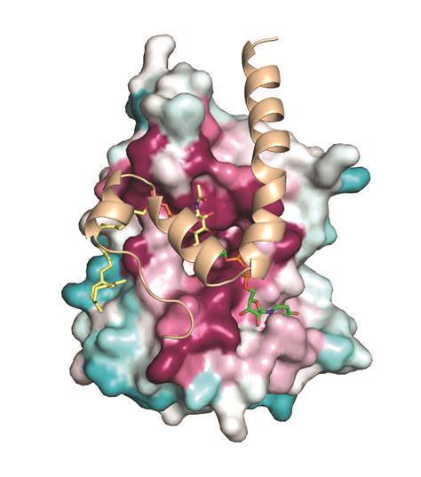 Pilus Assembly in Bacterial Pathogens | Clubb Lab