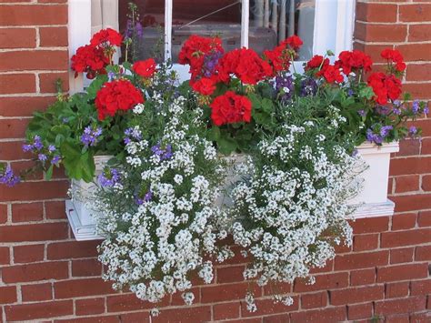 Window box | Window box flowers, Container flowers, Container gardening flowers