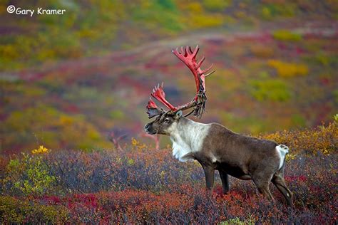 Barren ground caribou- Rangifer tarandus granti | Caribou hunting, Mammals, Animal games