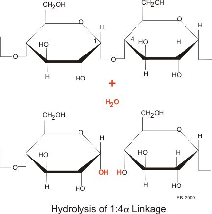 How Amylase Digests Starch. - WriteWork