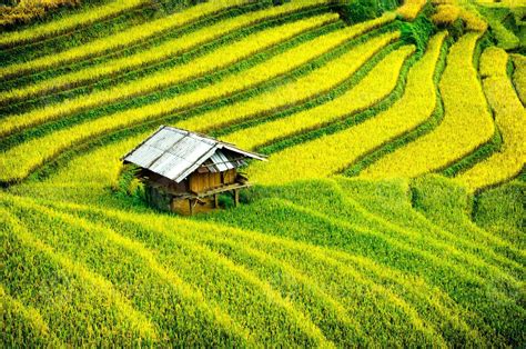 Rice fields on terraced of Mu Cang Chai,Vietnam 1347550 Stock Photo at Vecteezy