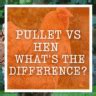 Pullet vs Hen - What's The Difference?