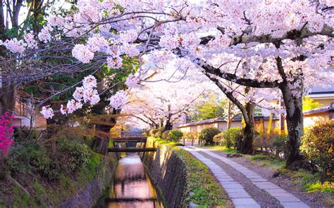 Sakura Season: When And Where To See Japan's Cherry Blossoms In 2018 ...