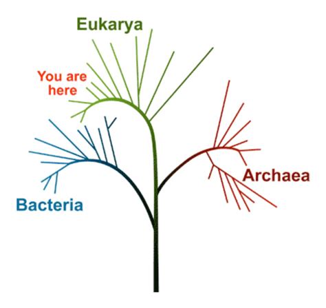 Plant Life: Eukarya