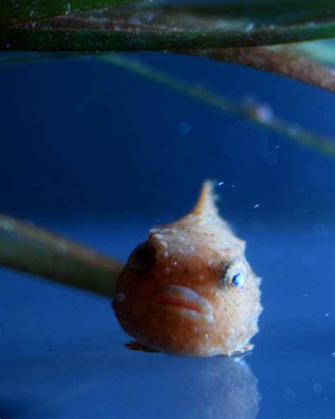 Pacific Spiny Lumpsucker | Aquarium of the Pacific | Flickr