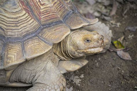 African Sulcata Tortoise Natural Habitat,Close Up African Spurred Tortoise Resting in the Garden ...