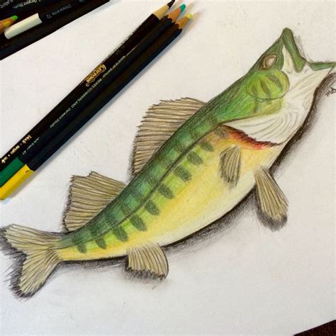 Realistic Fish Drawing with Coloured Pencils