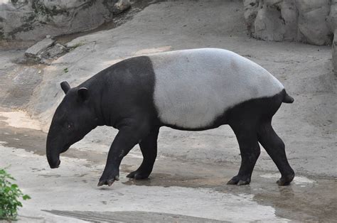 Malayan Tapir Facts, Distribution, Behavior, Adaptations