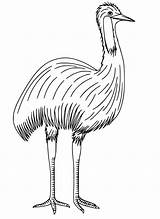 Emu Coloring Pages  Free Printable For Kids sketch template