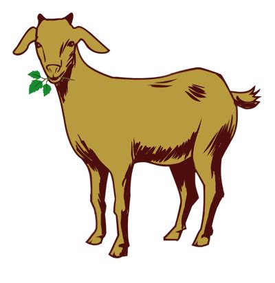 Kiko Goat | All About Goats