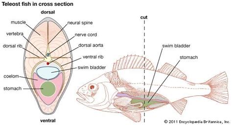 Swim bladder | fish anatomy | Britannica.com