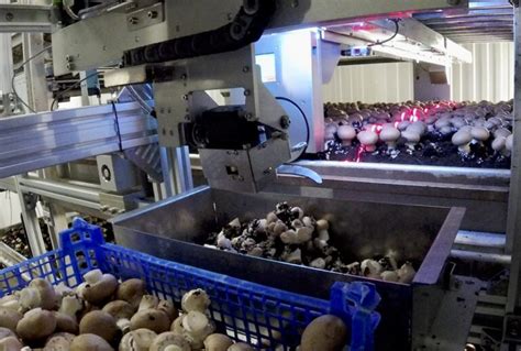 Two Ontario farms to test automated mushroom harvesting system | Farmtario