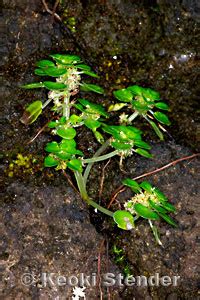 Urticaceae, Nettle Family